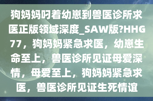 狗妈妈叼着幼崽到兽医诊所求医正版领域深度_SAW版?HHG77，狗妈妈紧急求医，幼崽生命至上，兽医诊所见证母爱深情，母爱至上，狗妈妈紧急求医，兽医诊所见证生死情谊