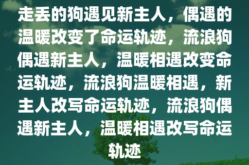 走丢的狗遇见新主人，偶遇的温暖改变了命运轨迹，流浪狗偶遇新主人，温暖相遇改变命运轨迹，流浪狗温暖相遇，新主人改写命运轨迹，流浪狗偶遇新主人，温暖相遇改写命运轨迹