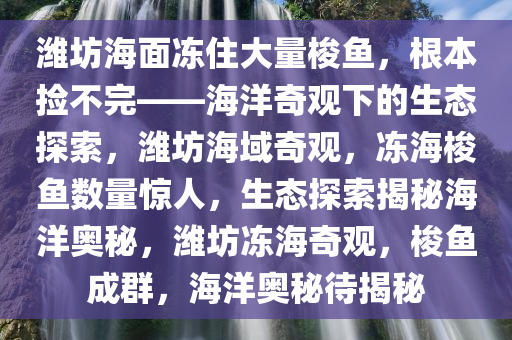 潍坊海面冻住大量梭鱼，根本捡不完——海洋奇观下的生态探索，潍坊海域奇观，冻海梭鱼数量惊人，生态探索揭秘海洋奥秘，潍坊冻海奇观，梭鱼成群，海洋奥秘待揭秘