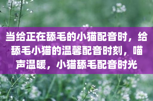 当给正在舔毛的小猫配音时，给舔毛小猫的温馨配音时刻，喵声温暖，小猫舔毛配音时光