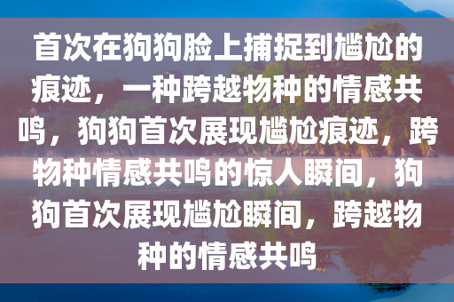 首次在狗狗脸上捕捉到尴尬的痕迹，一种跨越物种的情感共鸣，狗狗首次展现尴尬痕迹，跨物种情感共鸣的惊人瞬间，狗狗首次展现尴尬瞬间，跨越物种的情感共鸣