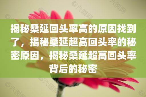 揭秘桑延回头率高的原因找到了，揭秘桑延超高回头率的秘密原因，揭秘桑延超高回头率背后的秘密