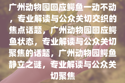 广州动物园回应鳄鱼一动不动，专业解读与公众关切交织的焦点话题，广州动物园回应鳄鱼状态，专业解读与公众关切聚焦的话题，广州动物园鳄鱼静立之谜，专业解读与公众关切聚焦