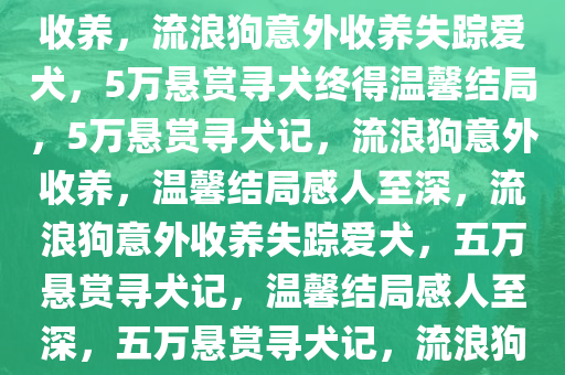 5万悬赏爱犬被两条流浪狗收养