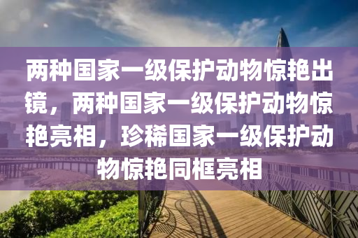 两种国家一级保护动物惊艳出镜，两种国家一级保护动物惊艳亮相，珍稀国家一级保护动物惊艳同框亮相