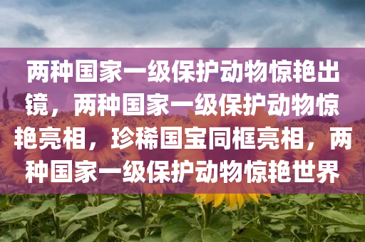 两种国家一级保护动物惊艳出镜，两种国家一级保护动物惊艳亮相，珍稀国宝同框亮相，两种国家一级保护动物惊艳世界