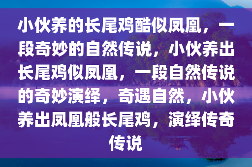 小伙养的长尾鸡酷似凤凰，一段奇妙的自然传说，小伙养出长尾鸡似凤凰，一段自然传说的奇妙演绎，奇遇自然，小伙养出凤凰般长尾鸡，演绎传奇传说