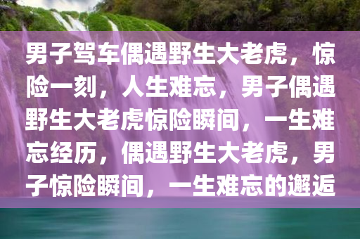 男子驾车偶遇野生大老虎，惊险一刻，人生难忘，男子偶遇野生大老虎惊险瞬间，一生难忘经历，偶遇野生大老虎，男子惊险瞬间，一生难忘的邂逅