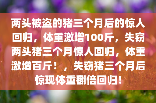 两头被盗的猪三个月后的惊人回归，体重激增100斤，失窃两头猪三个月惊人回归，体重激增百斤！，失窃猪三个月后惊现体重翻倍回归！