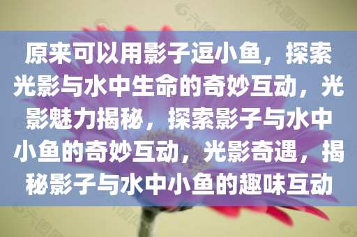 原来可以用影子逗小鱼，探索光影与水中生命的奇妙互动，光影魅力揭秘，探索影子与水中小鱼的奇妙互动，光影奇遇，揭秘影子与水中小鱼的趣味互动