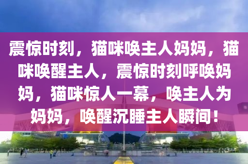 震惊时刻，猫咪唤主人妈妈，猫咪唤醒主人，震惊时刻呼唤妈妈，猫咪惊人一幕，唤主人为妈妈，唤醒沉睡主人瞬间！