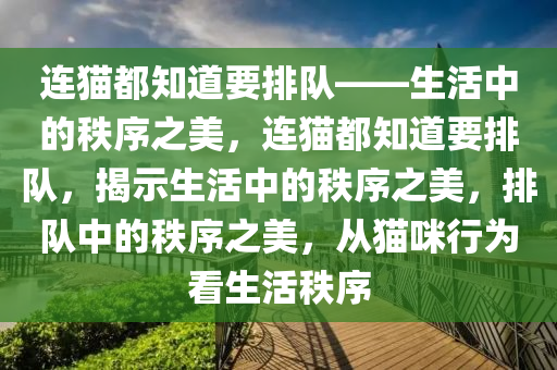 连猫都知道要排队——生活中的秩序之美，连猫都知道要排队，揭示生活中的秩序之美，排队中的秩序之美，从猫咪行为看生活秩序