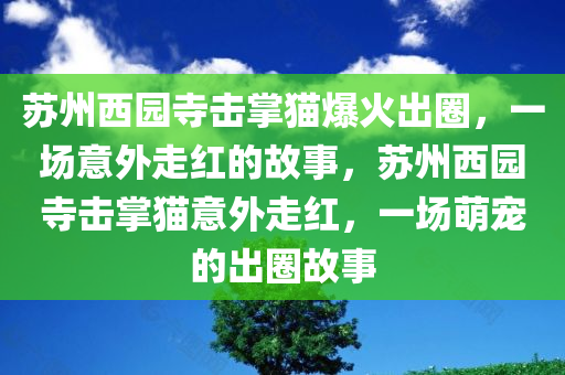 苏州西园寺击掌猫爆火出圈，一场意外走红的故事，苏州西园寺击掌猫意外走红，一场萌宠的出圈故事