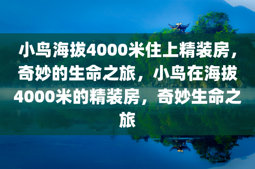 小鸟海拔4000米住上精装房，奇妙的生命之旅，小鸟在海拔4000米的精装房，奇妙生命之旅