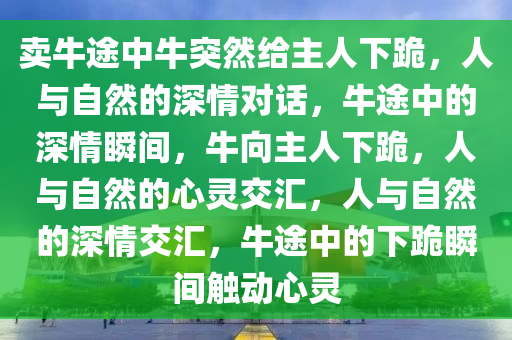 卖牛途中牛突然给主人下跪，人与自然的深情对话，牛途中的深情瞬间，牛向主人下跪，人与自然的心灵交汇，人与自然的深情交汇，牛途中的下跪瞬间触动心灵