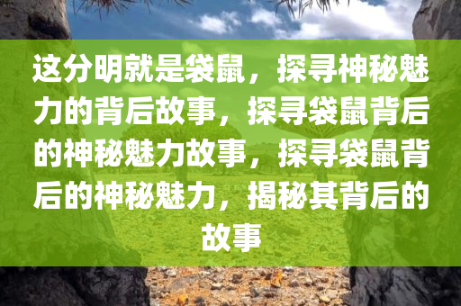 这分明就是袋鼠，探寻神秘魅力的背后故事，探寻袋鼠背后的神秘魅力故事，探寻袋鼠背后的神秘魅力，揭秘其背后的故事