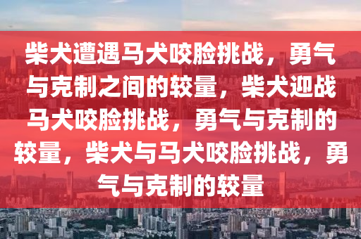 柴犬被马犬咬脸气到龇牙却不敢还手