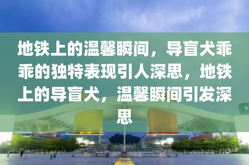 地铁上的温馨瞬间，导盲犬乖乖的独特表现引人深思，地铁上的导盲犬，温馨瞬间引发深思