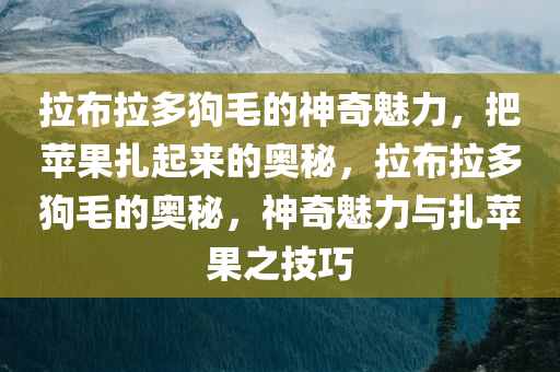 拉布拉多狗毛的神奇魅力，把苹果扎起来的奥秘，拉布拉多狗毛的奥秘，神奇魅力与扎苹果之技巧