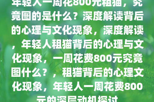 年轻人一周花800元租猫，究竟图的是什么？深度解读背后的心理与文化现象，深度解读，年轻人租猫背后的心理与文化现象，一周花费800元究竟图什么？，租猫背后的心理文化现象，年轻人一周花费800元的深层动机探讨