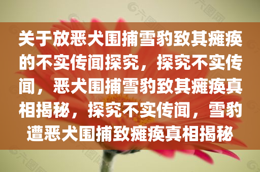 关于放恶犬围捕雪豹致其瘫痪的不实传闻探究，探究不实传闻，恶犬围捕雪豹致其瘫痪真相揭秘，探究不实传闻，雪豹遭恶犬围捕致瘫痪真相揭秘