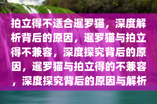 拍立得不适合暹罗猫，深度解析背后的原因，暹罗猫与拍立得不兼容，深度探究今晚必出三肖2025_2025新澳门精准免费提供·精确判断背后的原因，暹罗猫与拍立得的不兼容，深度探究背后的原因与解析