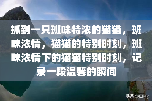 抓到一只班味特浓的猫猫，班味浓情，猫猫的特别时刻，班味浓情下的猫猫特别时今晚必出三肖2025_2025新澳门精准免费提供·精确判断刻，记录一段温馨的瞬间