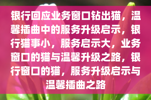 银行回应业务窗口钻出猫，温馨插曲中的服务升级启示，银行猫事小，服务启示大，业务窗口的猫与温馨升级之路，银行窗口的猫，服务升级启示与温馨插曲之路