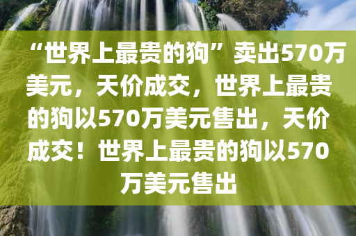 “世界上最贵的狗”卖出570万美元，天价成交，世界上最贵的狗以570万美元售出，天价成交！世界上最贵的狗以570万美元售出