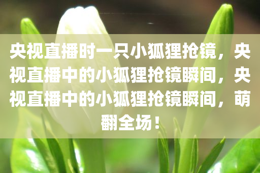 央视直播时一只小狐狸抢镜，央视直播中的小狐狸抢镜瞬间，央视直播中的小狐狸抢镜瞬间，萌翻全场！