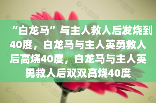 “白龙马”与主人救人后发烧到40度，白龙马与主人英勇救人后高烧40度，白龙马与主人英勇救人后双双高烧40度