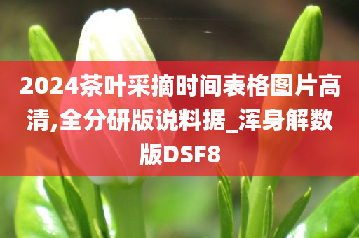 2024茶叶采摘时间表格图片高清,全分研版说料据_浑身解数版DSF8