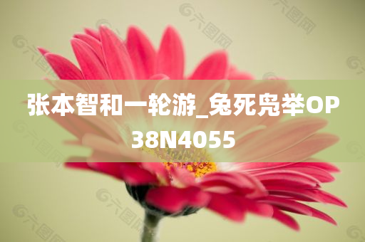 张本智和一轮游_兔死凫举OP38N4055