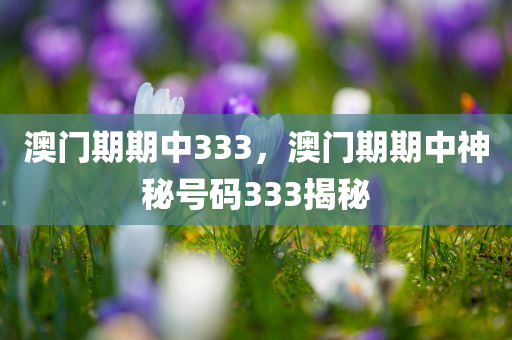 澳门期期中333，澳门期期中神秘号码333揭秘