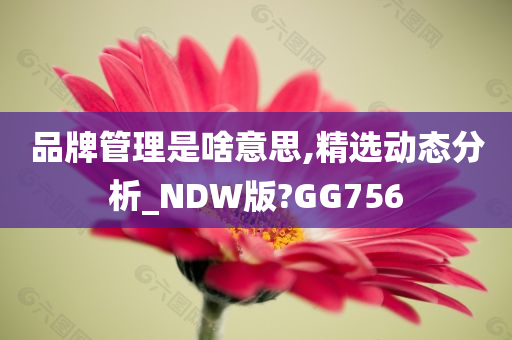 品牌管理是啥意思,精选动态分析_NDW版?GG756