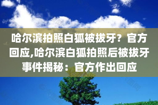 哈尔滨拍照白狐被拔牙？官方回应,哈尔滨白狐拍照后被拔牙事件揭秘：官方作出回应