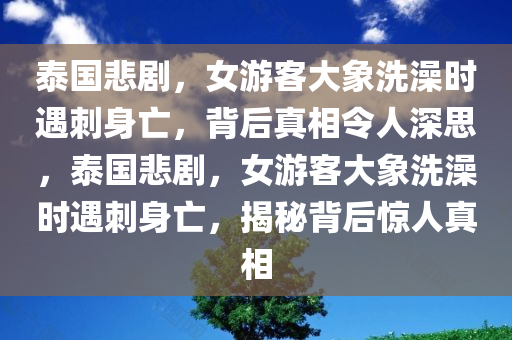 泰国悲剧，女游客大象洗澡时遇刺身亡，背后真相令人深思，泰国悲剧，女游客大象洗澡时遇刺身亡，揭秘背后惊人真相